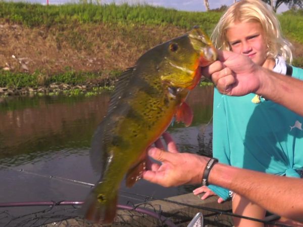 Hooked on the Palm Beaches - BASS & EXOTICS