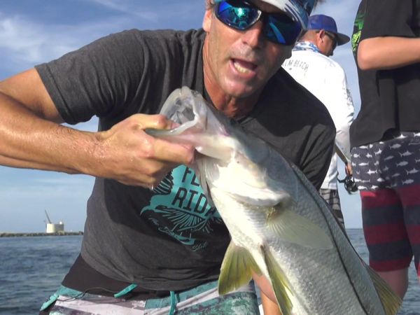 Hooked on the Palm Beaches - PALM BEACH INLET SNOOK