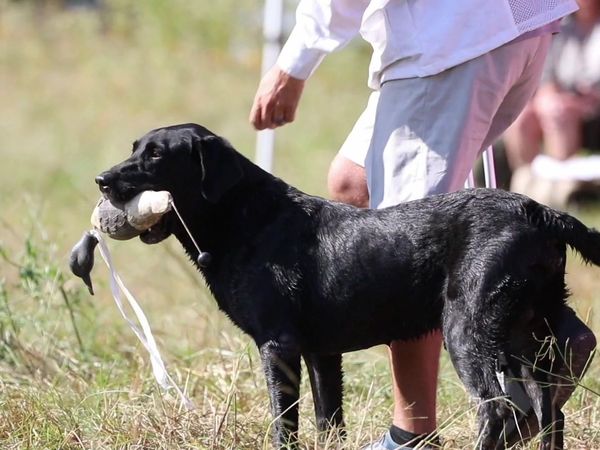 The Super Retriever Series Crown Championship - Super Retriever Series Crown Championship Open Finals - 3