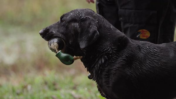 The Super Retriever Series Crown Championship - SRS Crown Championship 1