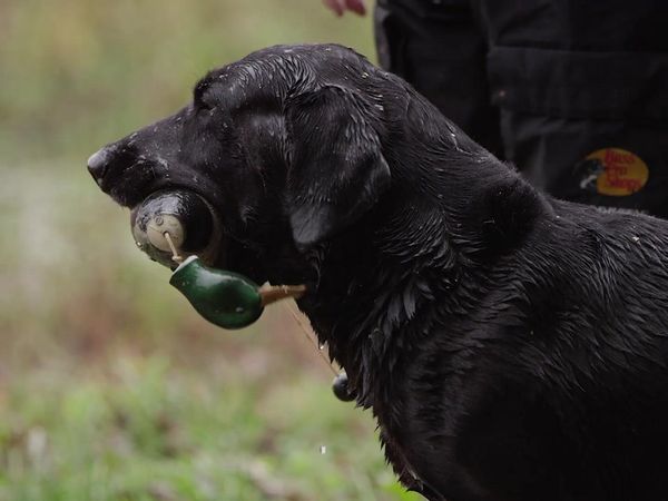 The Super Retriever Series Crown Championship - SRS Crown Championship 1