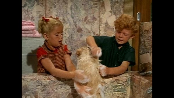 Family Affair - Best of Breed