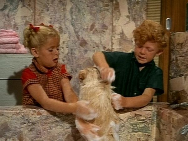 Family Affair - Best of Breed