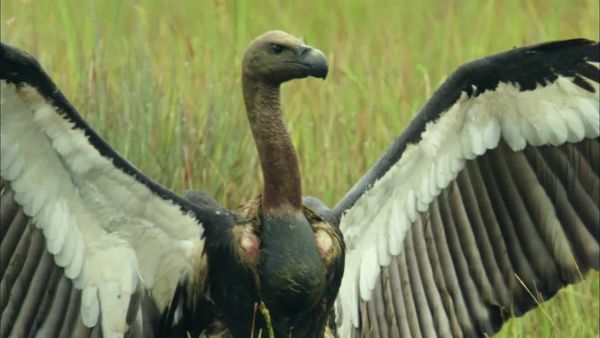 Wildest Indochina - Cambodia – The Water Kingdom