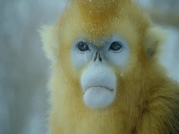 Wildest Indochina - Southwest China - China’s Secret Garden