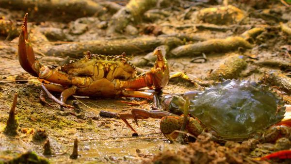 Wildest Indochina - Thailand – The Wild Heart