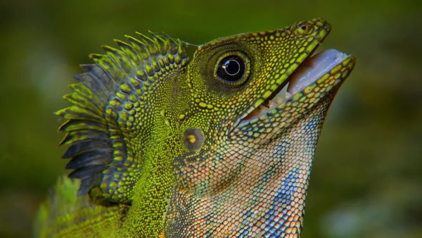 Wildest Indochina - Malaysia – Freaks of Nature