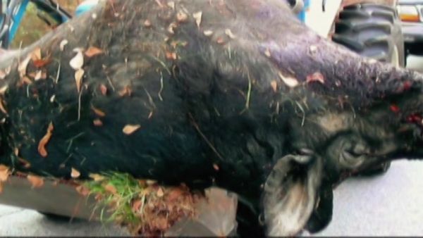 MonsterQuest - Porco Selvagem Gigante