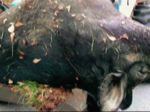MonsterQuest - Porco Selvagem Gigante
