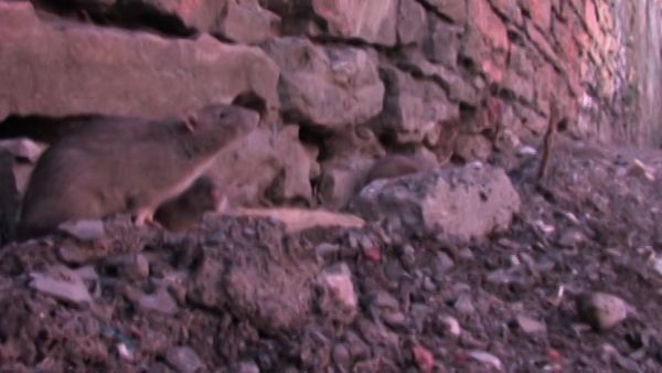 MonsterQuest - Super-Ratos