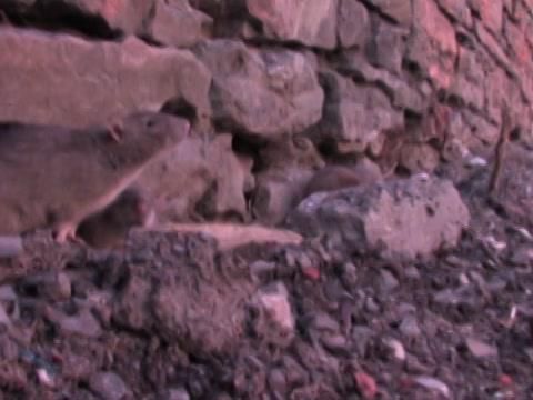 MonsterQuest - Super-Ratos