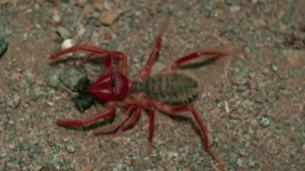 MonsterQuest - Aranhas Monstruosas