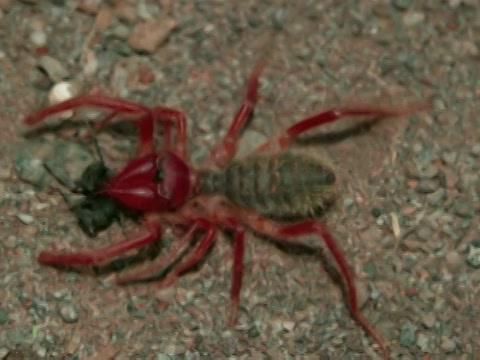 MonsterQuest - Aranhas Monstruosas
