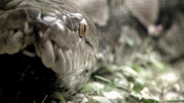MonsterQuest - Cobras Gigantes Assassinas