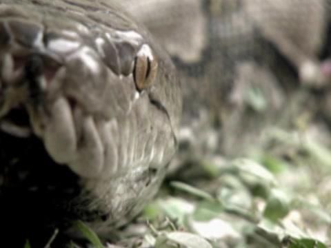 MonsterQuest - Cobras Gigantes Assassinas
