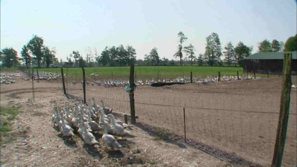 Épicerie Fine - Le foie gras du Sud-Ouest