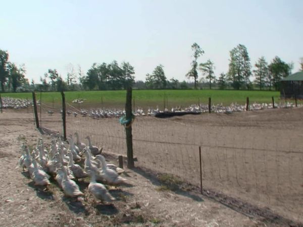 Épicerie Fine - Le foie gras du Sud-Ouest