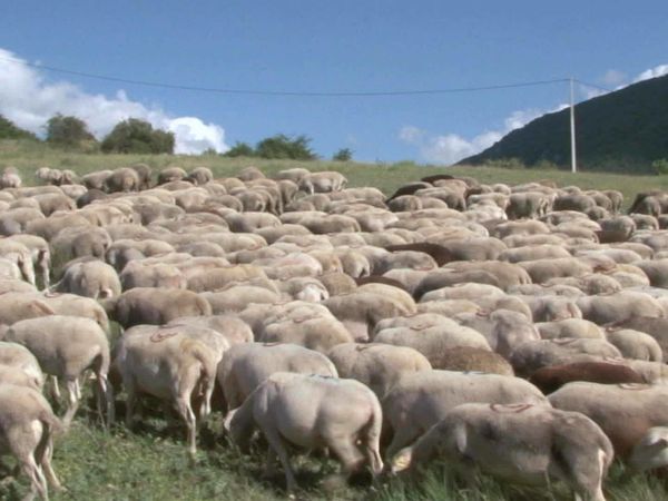Épicerie Fine - L'agneau de Sisteron