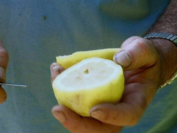 Épicerie Fine - Le citron de Menton