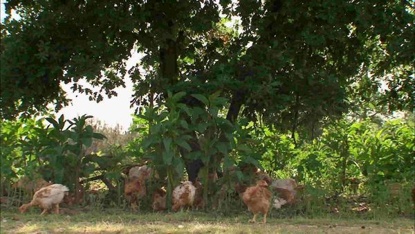 Épicerie Fine - Le poulet jaune des Landes