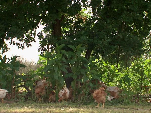 Épicerie Fine - Le poulet jaune des Landes