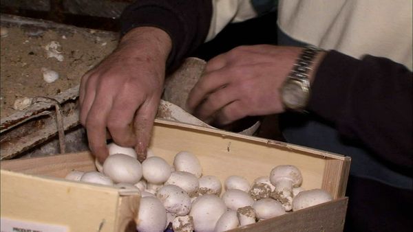 Épicerie Fine - Les champignons de Paris
