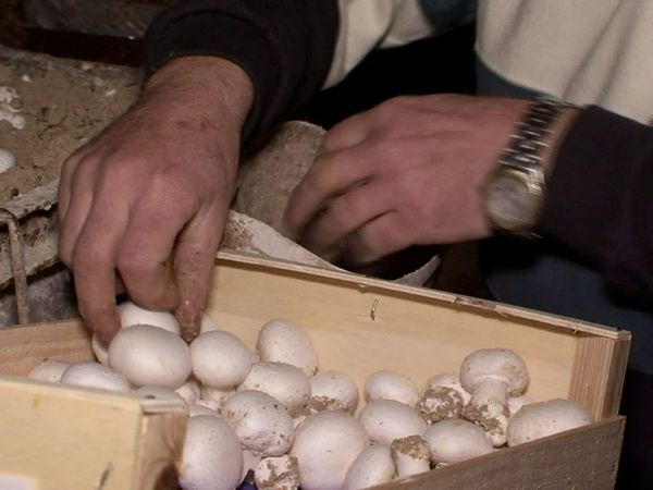 Épicerie Fine - Les champignons de Paris