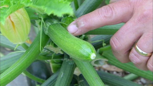 Épicerie Fine - La courgette de Provence