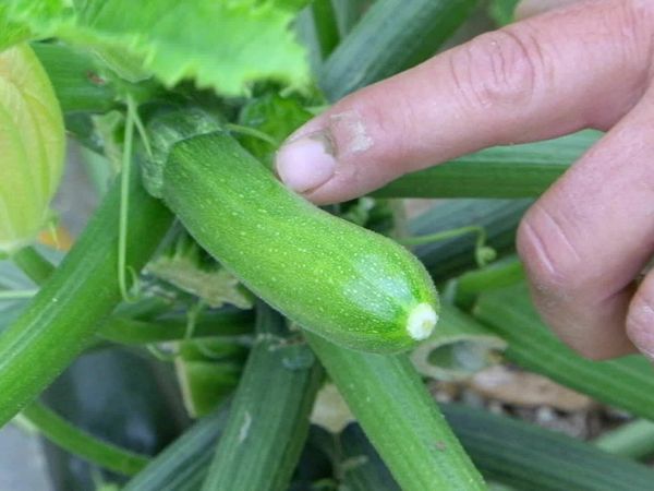 Épicerie Fine - La courgette de Provence