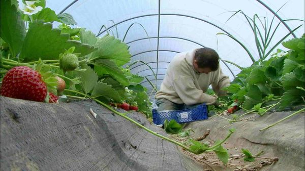 Épicerie Fine - La fraise de Plougastel