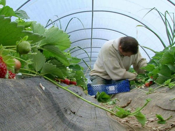 Épicerie Fine - La fraise de Plougastel
