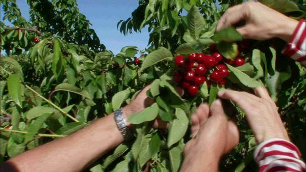 Épicerie Fine - Les cerises des Monts de Venasque