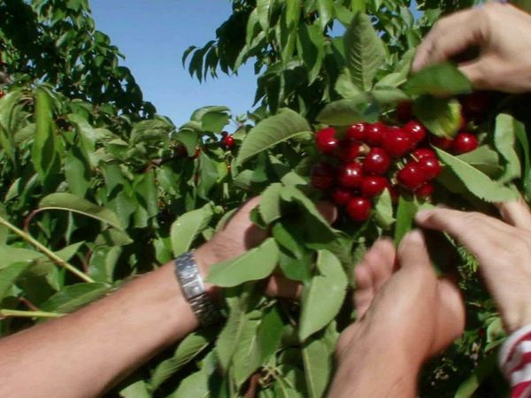 Épicerie Fine - Les cerises des Monts de Venasque