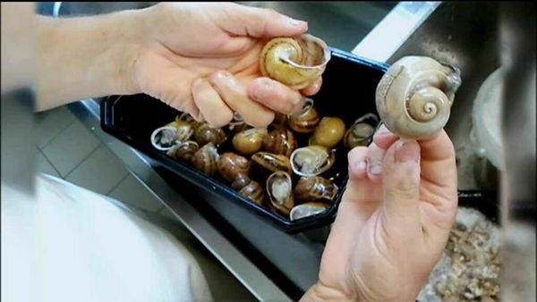 Épicerie Fine - Les escargots de Bourgogne