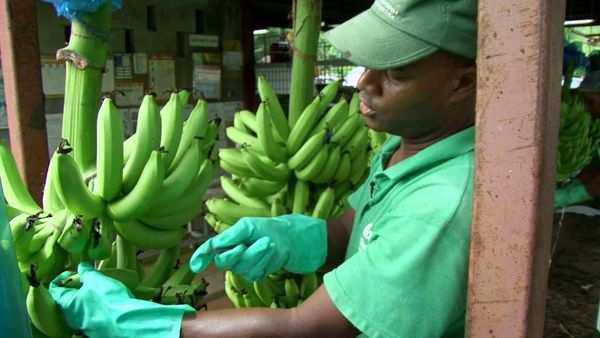 Épicerie Fine - La banane de Guadeloupe et de Martinique