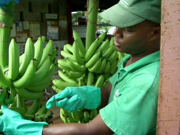 Épicerie Fine - La banane de Guadeloupe et de Martinique