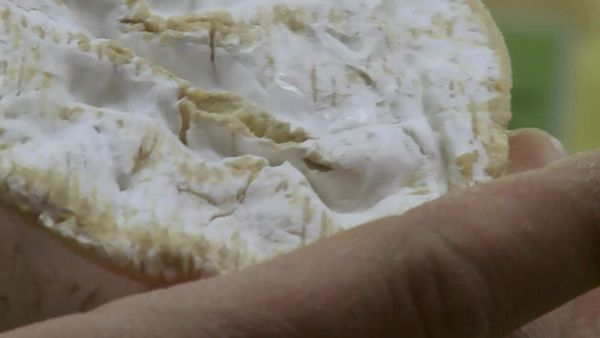 Épicerie Fine - Le camembert de Normandie