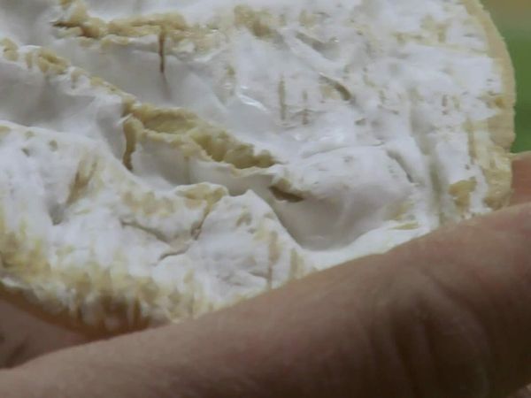 Épicerie Fine - Le camembert de Normandie