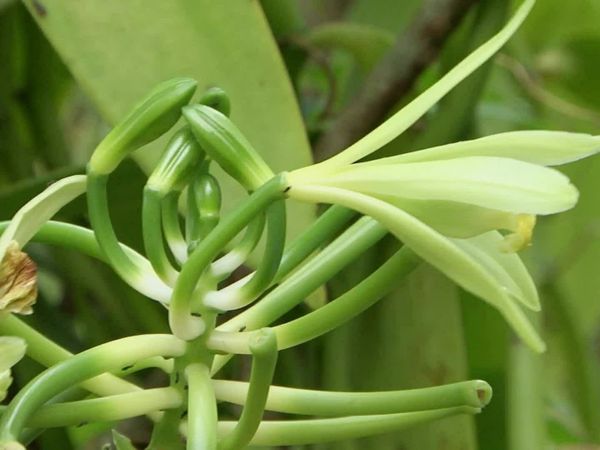 Épicerie Fine - La vanille Bourbon de la Réunion