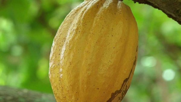 Épicerie Fine - Le cacao de la Martinique