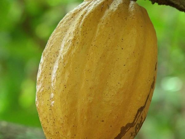 Épicerie Fine - Le cacao de la Martinique