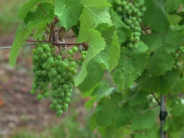 Épicerie Fine - Fraise et sylvaner du Piémont des Vosges