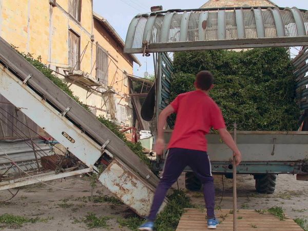 Épicerie Fine - Menthe de Milly-la-Forêt et miel du Gâtinais
