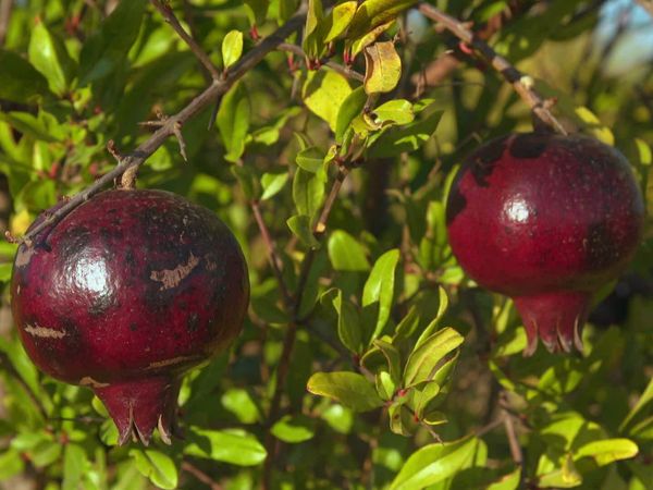Épicerie Fine - Côte du Rhône et grenade des Costières