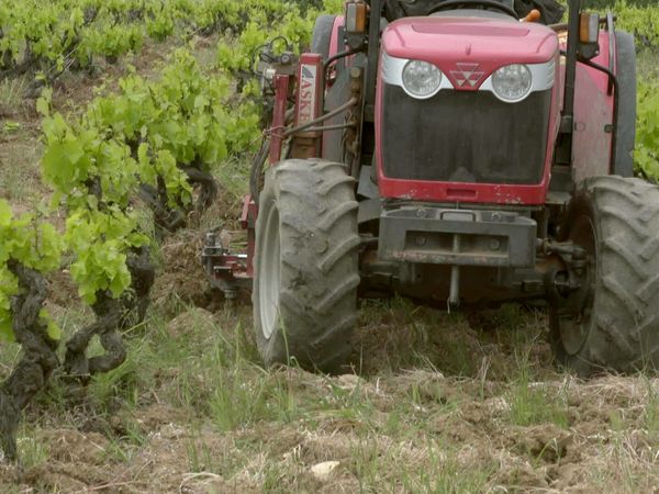 Épicerie Fine - Mató et rancio sec des Aspres