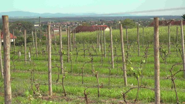 Épicerie Fine - Volaille fermière d'Auvergne et Sain-Pourçain de la Limagne bourbonnaise