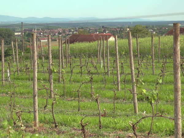 Épicerie Fine - Volaille fermière d'Auvergne et Sain-Pourçain de la Limagne bourbonnaise