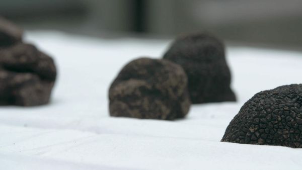 Épicerie Fine - Truffe noire et vin de Cahors du Bas Quercy