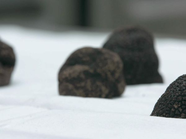 Épicerie Fine - Truffe noire et vin de Cahors du Bas Quercy
