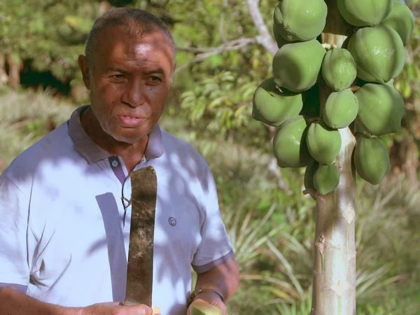 Épicerie Fine - Poulpe et papaye de Mayotte